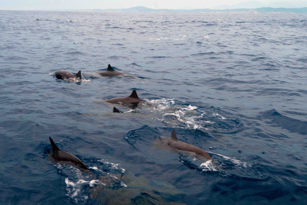 Puerto Escondido: tour in barca tra delfini e tartarughe