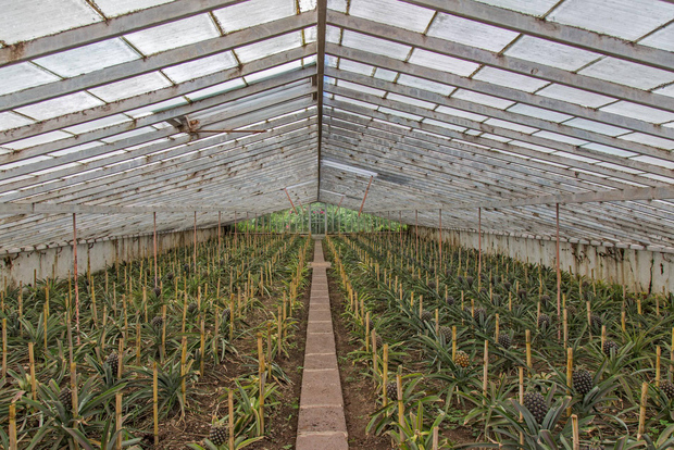 Sete Cidades e Lagoa do Fogo: tour di un'intera giornata con pranzo