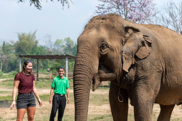 Kanchanaburi: Tour del santuario degli elefanti e delle cascate di Erawan