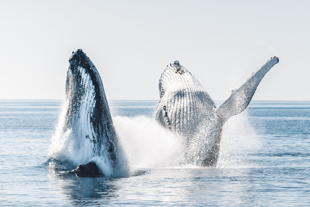 赫维湾：半日乘船观鲸与岛屿探险之旅