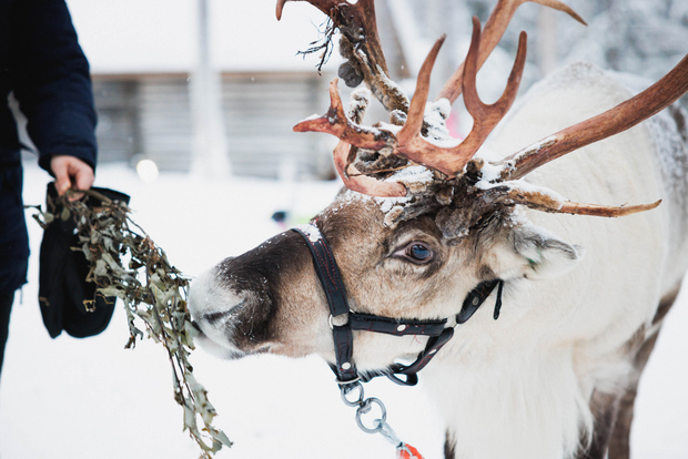 Rovaniemi: renne, husky e villaggio di Babbo Natale