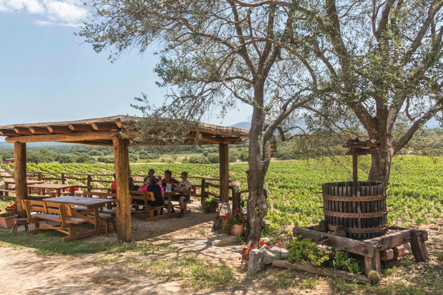 Sardinien: Dorgali Winery Tour mit Verkostung und lokalem Guide