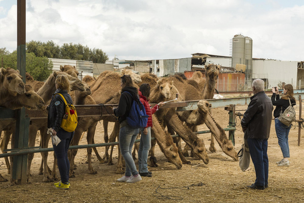 See Camel Centre, Rat Temple from Jodhpur With Bikaner Drop