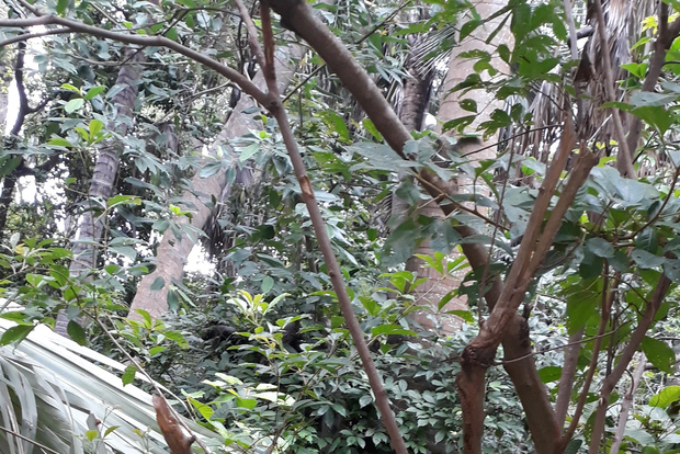 Banjul: Tour di un giorno con 7 attrazioni e parco delle scimmie