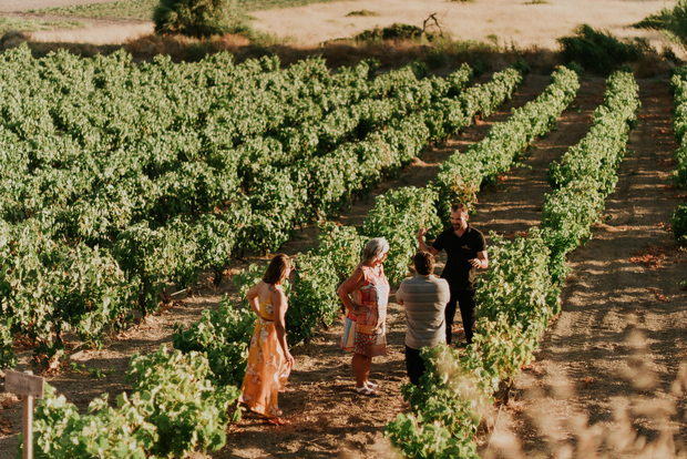 Isola di Milos: Degustazione di vini della cantina Kostantakis
