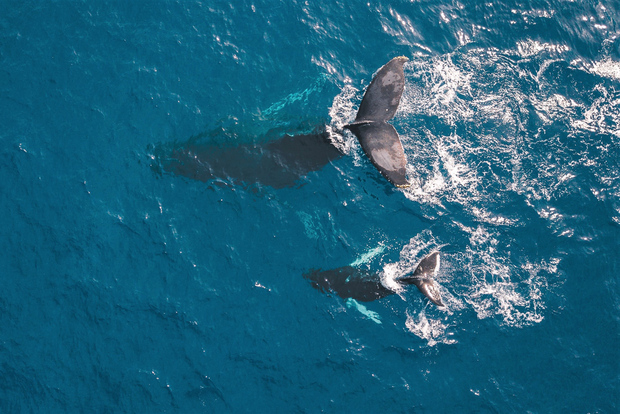 Kaikoura: volo per avvistare le balene con commento