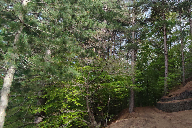 Linguaglossa: North Etna Guided Forest Walking Tour