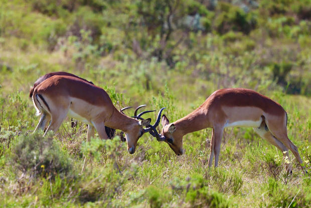 4-tägige Garden Route Erfahrung
