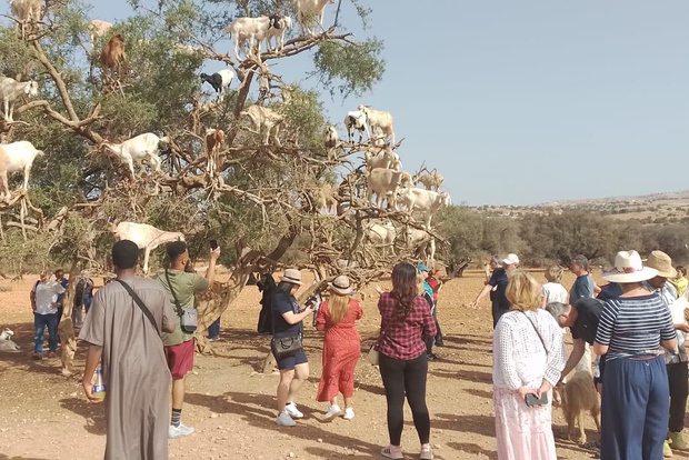 Marrakech: excursión de un día a Esauira, la medina y el puerto antiguo.