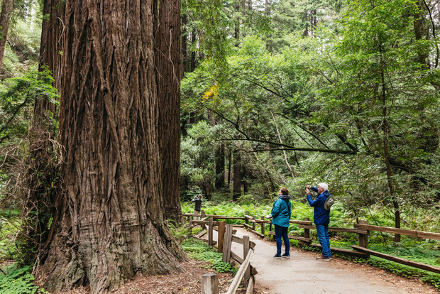 San Francisco: Muir Woods, tour dei vini della Valle di Napa e Sonoma
