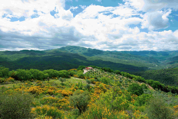 Matera: Pic-Nic under the Centuries-Old Olive Trees