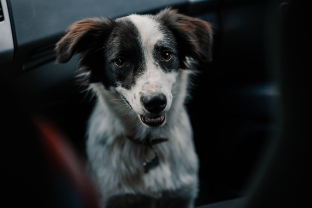 Escursione sulla Via Transilvanica fino al luogo di nascita di Brașov con Daisy