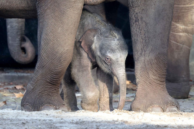 Amsterdam: biglietto d'ingresso allo zoo reale ARTIS di Amsterdam