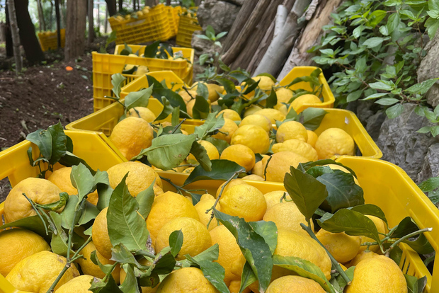 Майори: однодневная экскурсия по Амальфитанскому побережью с дегустацией лимонов