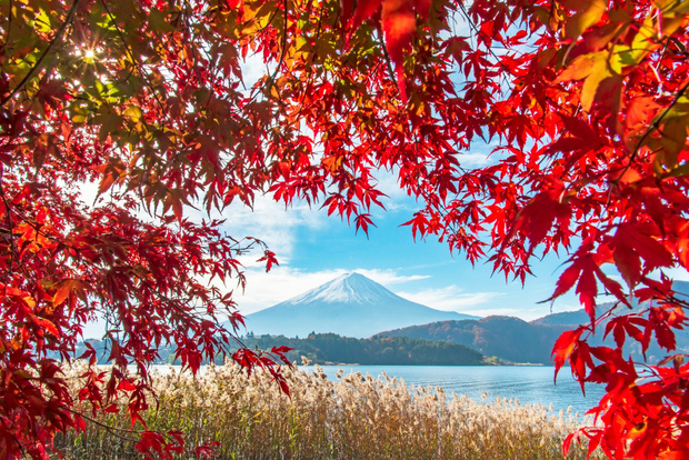 Vistas panorâmicas sazonais do Monte Fuji, colheita de fruta e teleférico!