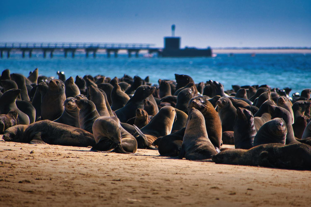 Ab Swakopmund: Tour zur Halbinsel Pelican Point