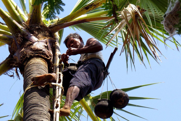 Jaffna: esperienza di raccolta e degustazione di palmyra toddy
