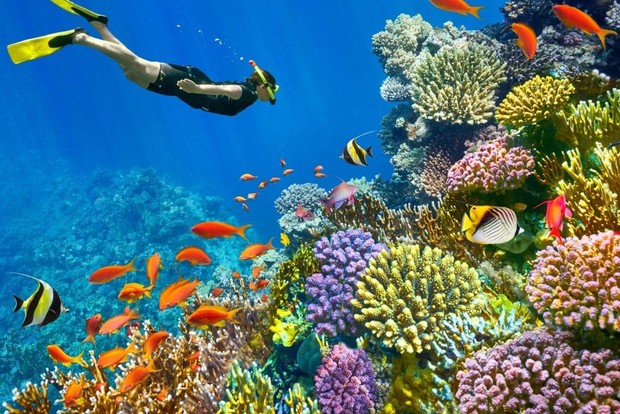 Sharm el-Sheikh: fai snorkeling o immersioni nel Mar Rosso