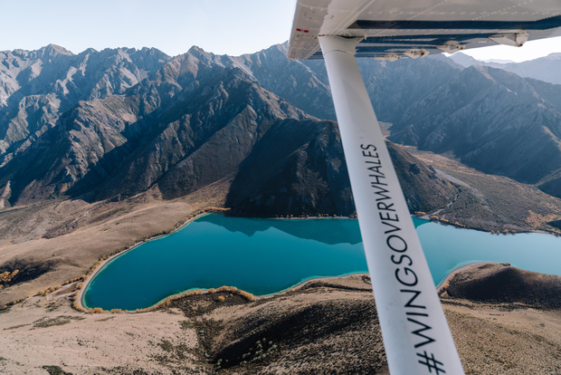 Kaikoura: volo prolungato per l'osservazione delle balene e tour in montagna