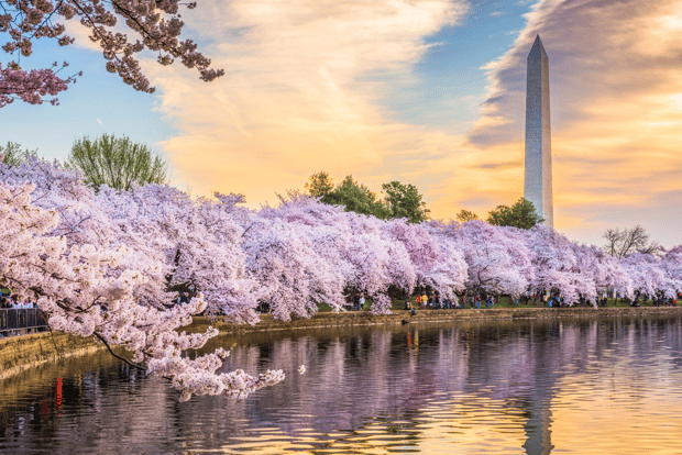 Escursione in autobus a Washington DC da New York City