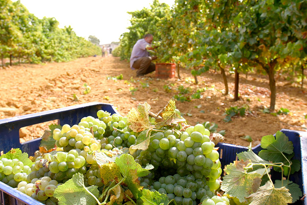 Chiclana de la Frontera: tour della cantina con degustazione di vini