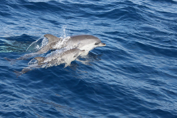 Lanzarote : île de Lobos, observation de dauphins