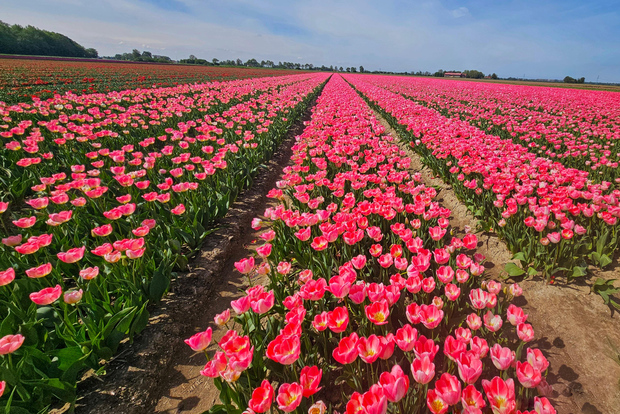 Från Amsterdam: Keukenhof och stadstur i Delft i liten grupp