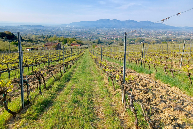 Lucca: Tour durch das Weingut Azienda Agricola San Pietro mit Verkostung