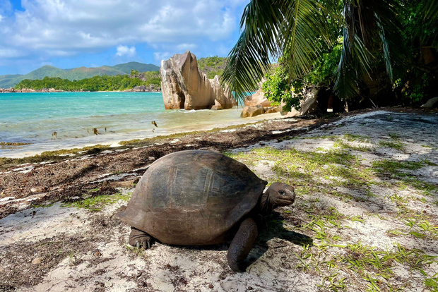 Viagem de 1 dia às ilhas Curieuse e St. Pierre com almoço churrasco