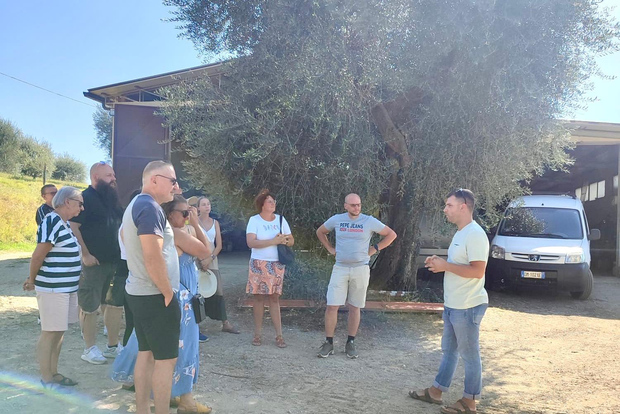 Seggiano: Typical Tuscan Farm Tour with Olive Oil Tasting