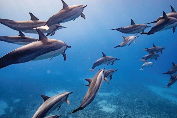 Maui: Halvprivat Eco-Raft Snorkel & Dolphins Lanai Tour