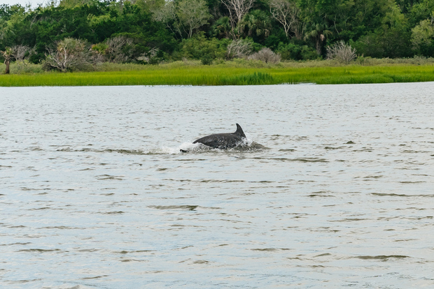 Savannah: Excursión con delfines en la Isla Tybee