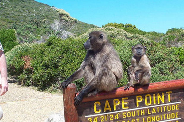 Private Tour: Tafelberg, Pinguinkolonie & Kap der Guten Hoffnung