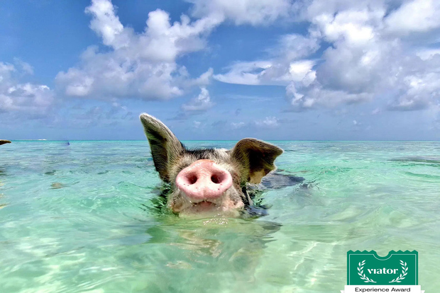 Nassau: Morgontur med simmande grisar på Rose Island