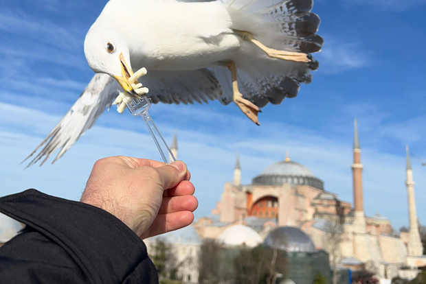 Istanbul: tour di un giorno del meglio della città con trasferimenti