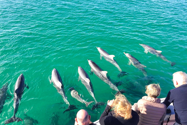 Kangaroo Island: safari costiero di 75 minuti