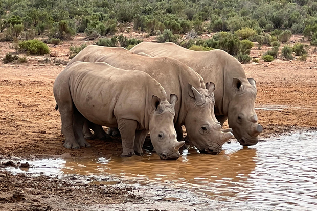 南非开普敦附近的清晨野生五巨头体验