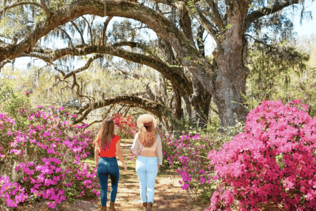 Charleston: Magnolia Plantation & Historic City Tour