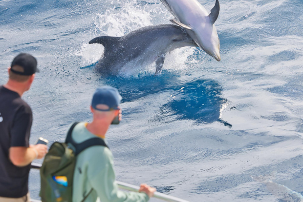 Bay of Islands: Bootstour mit Insel-Zwischenstopp