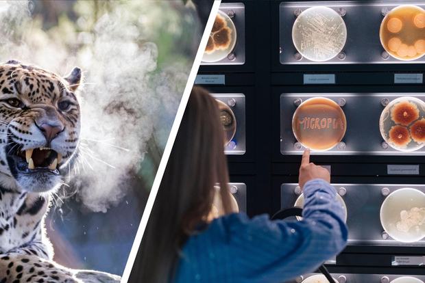 Amsterdam: Biglietto cumulativo Artis Royal Zoo e ARTIS-Micropia