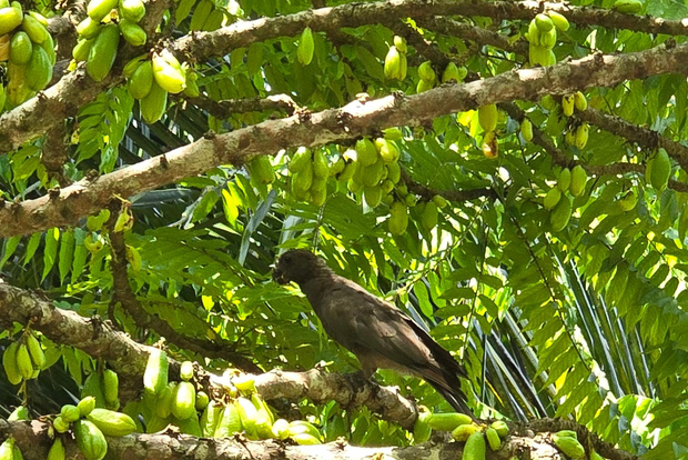 Praslin: Excursão de um dia a Valle De Mai, Museu Cote D'or e Anse Lazio