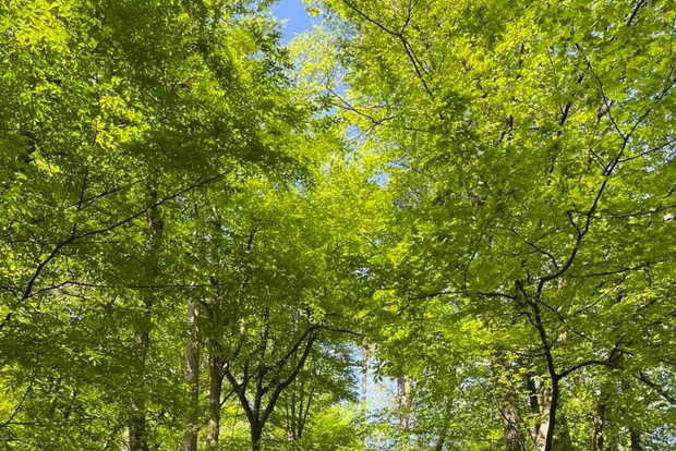 Ljubljana: Green tour and forrest personal experience