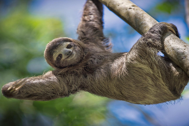 Manuel Antonio o Quepos: tour Parque Nacional Manuel Antonio