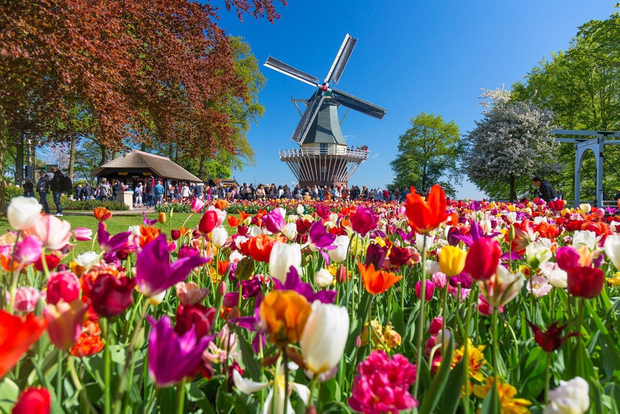 Amsterdam: ingresso al Keukenhof e bus navetta con ritorno flessibile