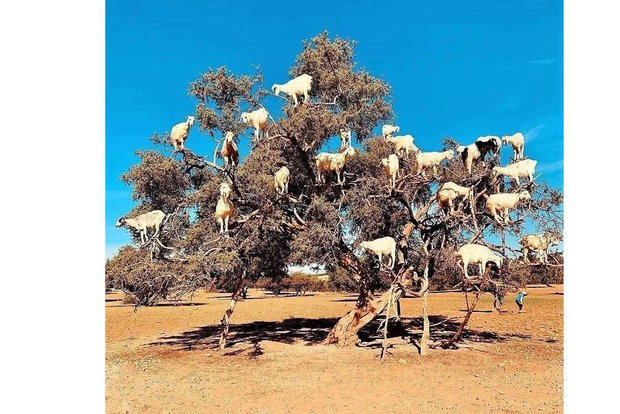 Desde Marrakech: excursión de 1 día a la preciosa y histórica Esauira