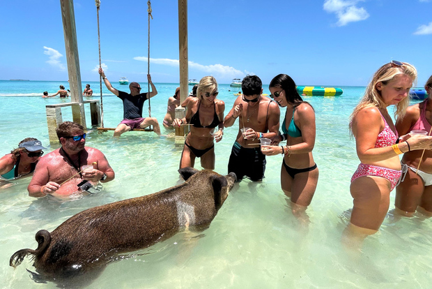Nassau : Cochons, plongée en apnée, tortues, déjeuner, club de plage privé