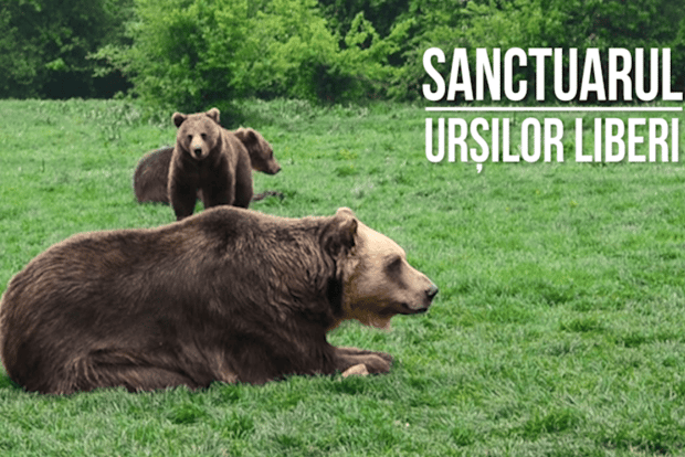 Escursione di un giorno Santuario degli orsi, Castello di Dracula