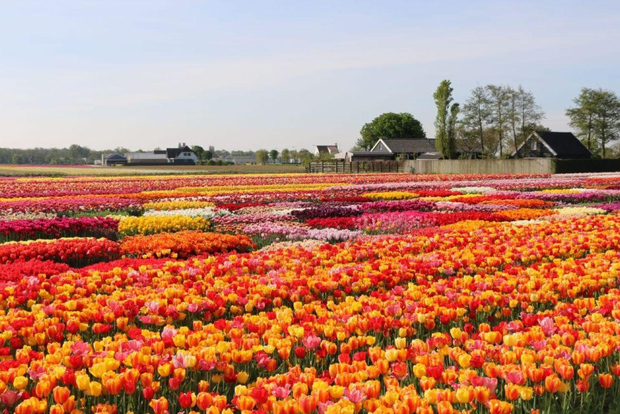 Amsterdam: Tour privato Tulipani, Keukenhof, Mulino a Vento e Formaggio